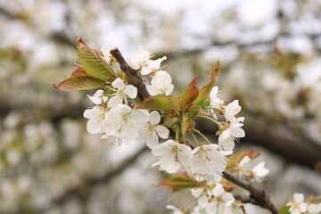 White flowers of cherry blossoms.