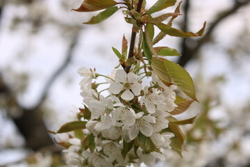 White flowers of cherry blossoms.