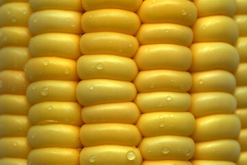 macro of fresh yellow corn kernels with water drops. Extreme close up of ripe maize background