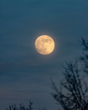 Full Moon Rising Over The Tree Line With Soft Ethereal Hazy Light Illuminating High Level Clouds. Long Island New York