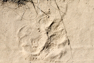 Kgalagadi Transfrontier National Park, South Africa: lion footprint in a sandy road