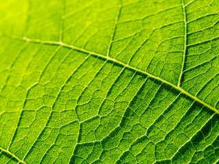 contrast macro photo of a green leaf with beautiful veins