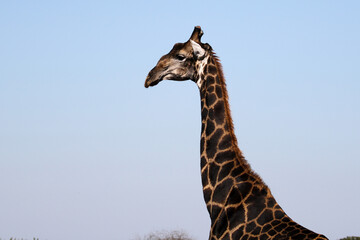 Kruger National Park, South Africa: very dark colored giraffe