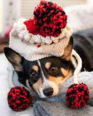Close up portrait of a festive tri color Pembroke Welsh Corgi dressed up in a Christmas sweater and hat