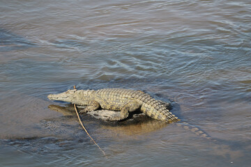 Kruger National Park, South Africa: Nile Crocodile in Letaba River