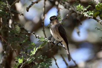 Kruger National Park, South Africa: Spotted flycatcher