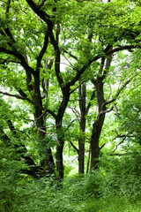 Fototapeta na wymiar vertical photo of green trees in sunny weather