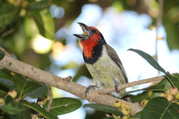Kruger National Park, South Africa: Black-collared barbet feating in a wild fig tree