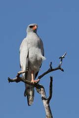 Kgalagadi Transfrontier National Park, South Africa: Pale chanting goshawk