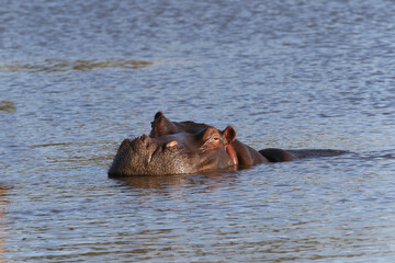 Fototapeta premium Kruger National Park, South Africa: hippopotamus taking its ease in the water