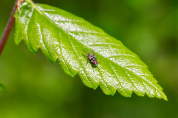 A beautiful green bottle fly or blow fly sitting on a leaf.