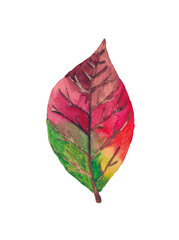 Watercolor colorful and bright drawing autumn leaf isolated on white background