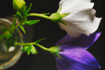 Obraz premium Platycodon - It looks like you're just waiting for someone.