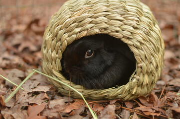 Black Mini Lop Peeking Out of Straw Bungalow Among the Leaves