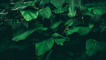Close up tropical Green leaves texture and abstract background., Nature concept., dark tone.