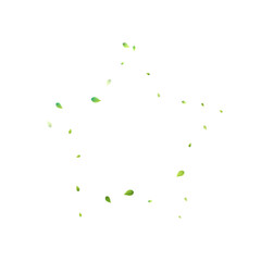 Leaves Green Falling Flying Foliage Leaf Tea Mint