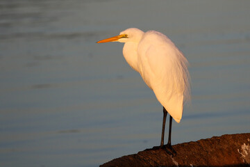 Kruger National Park, South Africa: Great egret - in the past they were killed to obtain those...