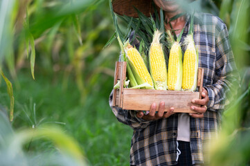 agriculture harvesting corn Corn farmers plant corn organic farming arable land
