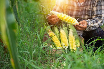 agriculture harvesting corn Corn farmers plant corn organic farming arable land - obrazy, fototapety, plakaty
