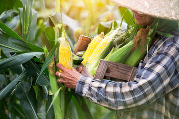 agriculture harvesting corn Corn farmers plant corn organic farming arable land