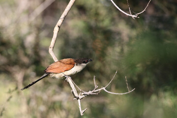 Kruger National Park, South Africa: Burchell's coucal