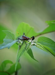 leaf footed bug on a green leaf