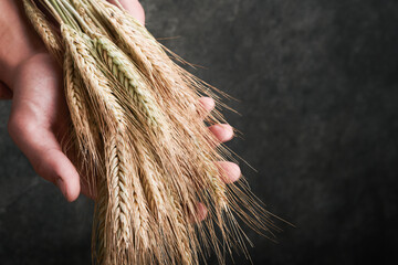 Wheat bouquet in hands of male farmer on grunge dark gray old background. Problems with the supply...