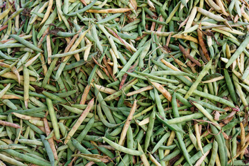 A small pile of green beans.