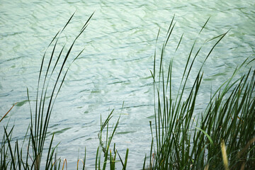 Reeds on water's edge