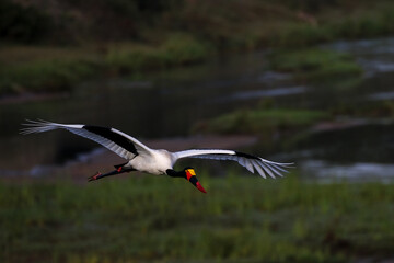 Kruger National Park, South Africa: Saddle-billed stork - yellow eye means it is a female.