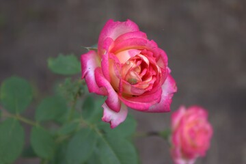 Beautiful park flowers. Delicate color and texture