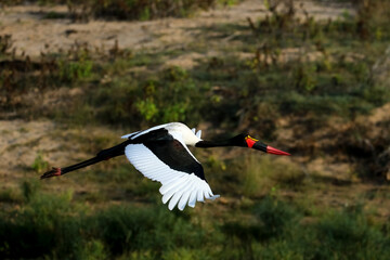 Obraz premium Kruger National Park, South Africa: Saddle-billed stork - yellow eye means it is a female.