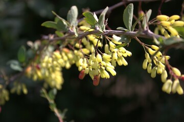 Green fruits of barberry. They look very appetizing. But still very sour =)