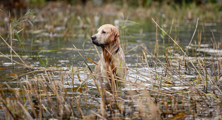 Golden retriever dog hunter