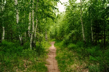 Aluminium Prints Birch grove Road in a spring birch grove, path in the woods among birches. Landscape - summer birch forest