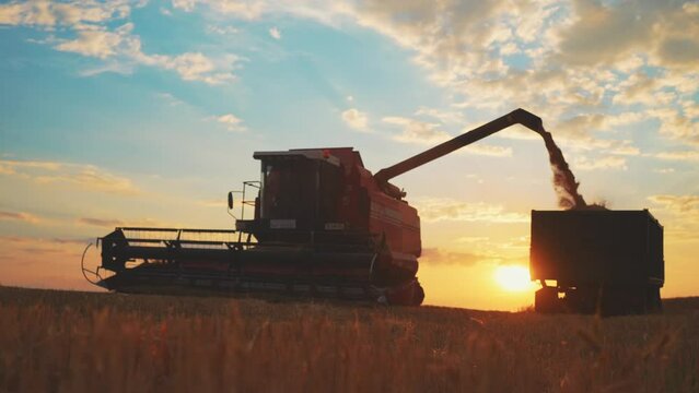 Harvester combine pours grain into truck on field. Machine pouring just harvested wheat. Agricultural tractor harvests wheat field on sunset. Production process in agribusiness. Grain, ears, food.