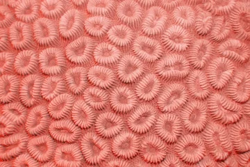 Fototapeten Organic texture of the hard coral Abstract background in trendy coral color . © Tunatura