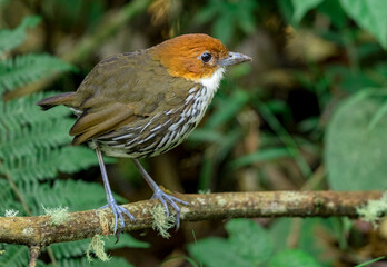 Chestnut-Crowned Antpitta (Grallaria ruficapilla). Rare ground bird perched on a branch in the middle of a forest