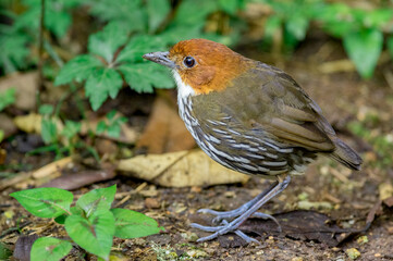 Naklejka premium Chestnut-Crowned Antpitta (Grallaria ruficapilla). Strange bird walking along a path through the woods