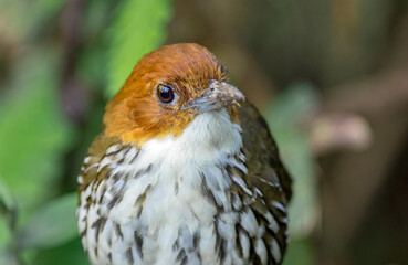 Chestnut-Crowned Antpitta (Grallaria ruficapilla). Portrait of a small crawling bird