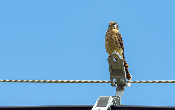 American Kestrel (Falco sparverius). Bird of prey perched on a power pole on a clear day with a blue sky