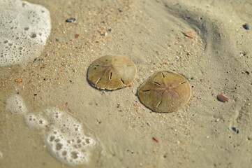 Two live sand dollars (sea biscuits) under the ocean water at Tybee Island beach, Georgia