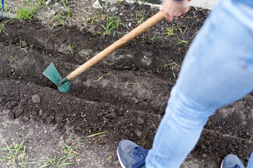 Person using a hoe to till the soil of a home vegetable garden