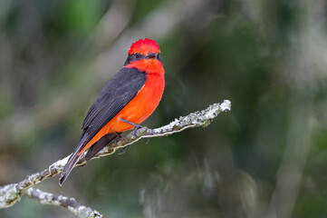 Vermillion Flycatcher (Pyrocephalus rubinus). Bird looking at camera from a small branch in an urban forest