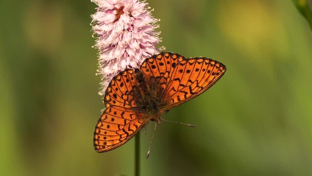 The bog fritillary or ocellate bog fritillary (Boloria eunomia)
