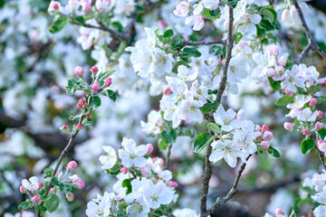 Blooming apple tree twig in springtime on a sunny day.