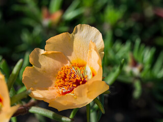 in summer on a flower meadow an orange colored poppy, with a green background, in close-up