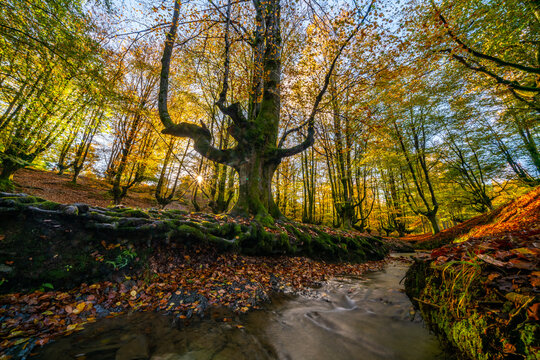 Mysterious Otzarreta forest. Gorbea natural park, Basque Country, Spain