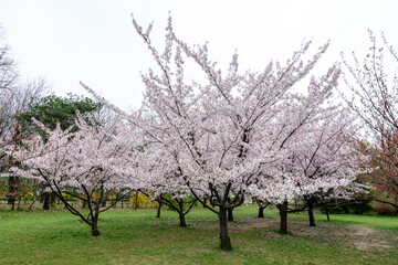 Fototapeta premium Large cherry trees with many white flowers in full bloom in the Japanese Garden from King Michael I Park (former Herastrau) in Bucharest, Romania, in a cloudy spring day, sakura.