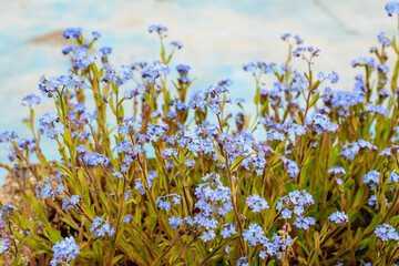 Group of many small blue forget me not or Scorpion grasses flowers, Myosotis, in a garden in a sunny spring day, beautiful outdoor floral background photographed with selective focus.